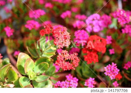 可愛い カランコエの花 可愛い カランコエの花 141797706