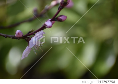 ウメの花は、寒くて暗いイメージの冬を一瞬にして払拭してくれる ウメの花は、寒くて暗いイメージの冬を一瞬にして払拭してくれる 141797758