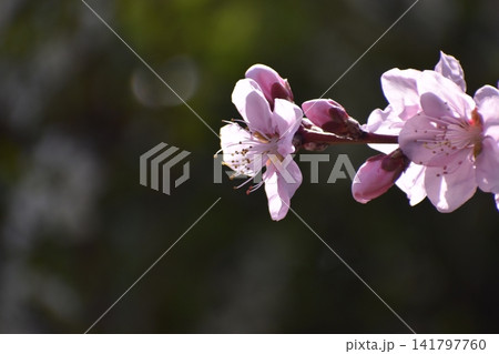 ウメの花は、寒くて暗いイメージの冬を一瞬にして払拭してくれる 141797760
