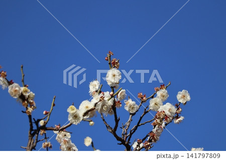 ウメの花は、寒くて暗いイメージの冬を一瞬にして払拭してくれる ウメの花は、寒くて暗いイメージの冬を一瞬にして払拭してくれる 141797809