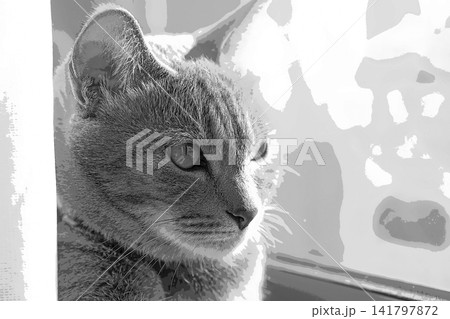 スケッチ風 猫 ネコ ねこ キジトラ グレー 雌 メス 雌ねこ 雌ネコ 元気 かわいい 癒し スケッチ風 猫 ネコ ねこ キジトラ グレー 雌 メス 雌ねこ 雌ネコ 元気 かわいい 癒し 141797872