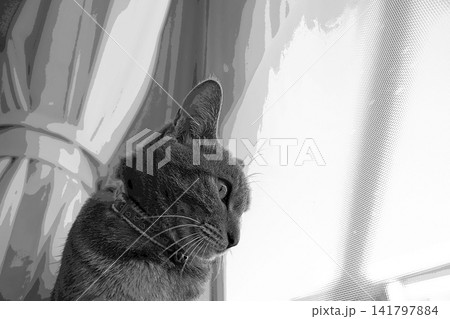 スケッチ風 猫 ネコ ねこ キジトラ グレー 雌 メス 雌ねこ 雌ネコ 元気 かわいい 癒し スケッチ風 猫 ネコ ねこ キジトラ グレー 雌 メス 雌ねこ 雌ネコ 元気 かわいい 癒し 141797884