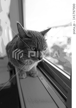 スケッチ風 猫 ネコ ねこ キジトラ グレー 雌 メス 雌ねこ 雌ネコ 元気 かわいい 癒し スケッチ風 猫 ネコ ねこ キジトラ グレー 雌 メス 雌ねこ 雌ネコ 元気 かわいい 癒し 141797900