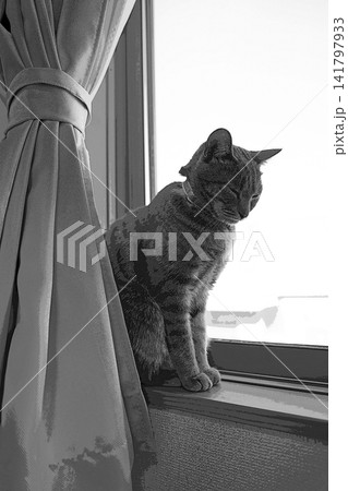 スケッチ風 猫 ネコ ねこ キジトラ グレー 雌 メス 雌ねこ 雌ネコ 元気 かわいい 癒し 141797933