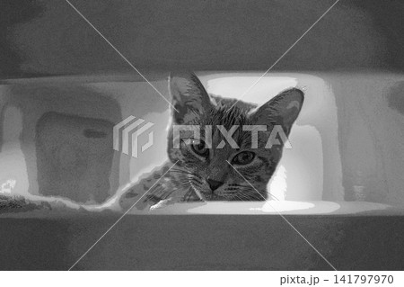スケッチ風 猫 ネコ ねこ キジトラ グレー 雌 メス 雌ねこ 雌ネコ 元気 かわいい 癒し スケッチ風 猫 ネコ ねこ キジトラ グレー 雌 メス 雌ねこ 雌ネコ 元気 かわいい 癒し 141797970