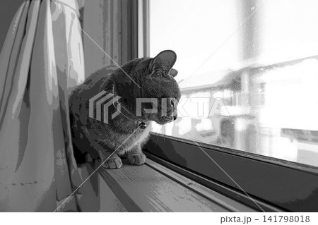 スケッチ風 猫 ネコ ねこ キジトラ グレー 雌 メス 雌ねこ 雌ネコ 元気 かわいい 癒し 141798018