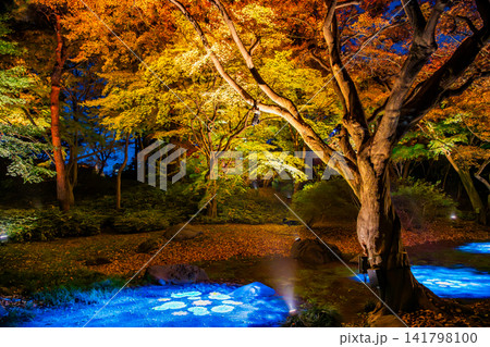 東京 六義園 紅葉のライトアップ 東京 六義園 紅葉のライトアップ 141798100