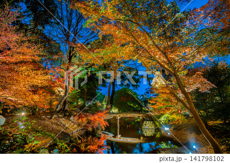 東京 六義園 紅葉のライトアップ 東京 六義園 紅葉のライトアップ 141798102