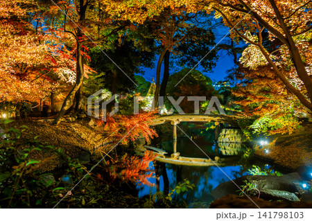 東京 六義園 紅葉のライトアップ 東京 六義園 紅葉のライトアップ 141798103