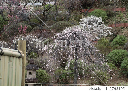 早春の池上梅園の風景 141798105