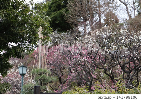 早春の池上梅園の風景 141798106