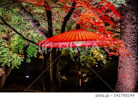 東京 六義園 紅葉のライトアップ 東京 六義園 紅葉のライトアップ 141798144