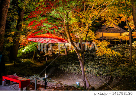 東京 六義園 紅葉のライトアップ 東京 六義園 紅葉のライトアップ 141798150