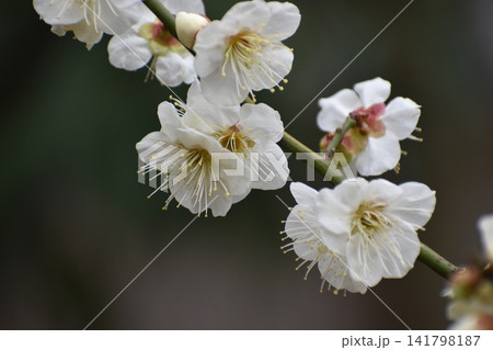 ウメの花は、寒くて暗いイメージの冬を一瞬にして払拭してくれる 141798187