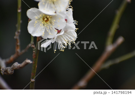 ウメの花は、寒くて暗いイメージの冬を一瞬にして払拭してくれる ウメの花は、寒くて暗いイメージの冬を一瞬にして払拭してくれる 141798194