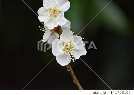 ウメの花は、寒くて暗いイメージの冬を一瞬にして払拭してくれる ウメの花は、寒くて暗いイメージの冬を一瞬にして払拭してくれる 141798195