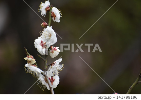 ウメの花は、寒くて暗いイメージの冬を一瞬にして払拭してくれる ウメの花は、寒くて暗いイメージの冬を一瞬にして払拭してくれる 141798196