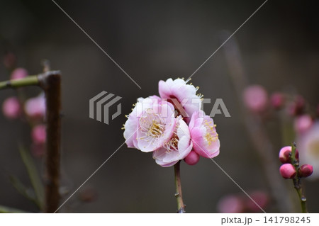 ウメの花は、寒くて暗いイメージの冬を一瞬にして払拭してくれる 141798245
