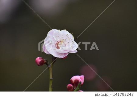 ウメの花は、寒くて暗いイメージの冬を一瞬にして払拭してくれる ウメの花は、寒くて暗いイメージの冬を一瞬にして払拭してくれる 141798248