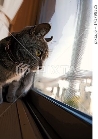 スケッチ風 猫 ネコ ねこ キジトラ グレー 雌 メス 雌ねこ 雌ネコ 元気 かわいい 癒し スケッチ風 猫 ネコ ねこ キジトラ グレー 雌 メス 雌ねこ 雌ネコ 元気 かわいい 癒し 141798325