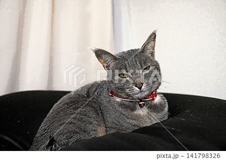 スケッチ風 猫 ネコ ねこ キジトラ グレー 雌 メス 雌ねこ 雌ネコ 元気 かわいい 癒し スケッチ風 猫 ネコ ねこ キジトラ グレー 雌 メス 雌ねこ 雌ネコ 元気 かわいい 癒し 141798326