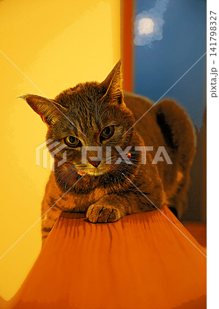 スケッチ風 猫 ネコ ねこ キジトラ グレー 雌 メス 雌ねこ 雌ネコ 元気 かわいい 癒し スケッチ風 猫 ネコ ねこ キジトラ グレー 雌 メス 雌ねこ 雌ネコ 元気 かわいい 癒し 141798327