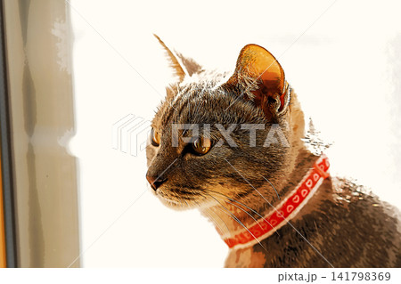 スケッチ風 猫 ネコ ねこ キジトラ グレー 雌 メス 雌ねこ 雌ネコ 元気 かわいい 癒し 141798369