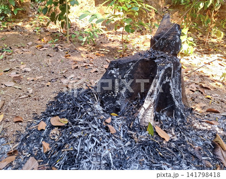 Charred tree trunk remains with scattered ash and dry leaves in natural forest floor Charred tree trunk remains with scattered ash and dry leaves in natural forest floor 141798418