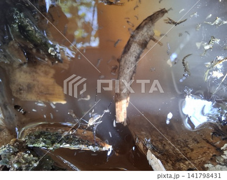 Stagnant water teeming with mosquito larvae and adult insect, a close-up view of insect breeding 141798431