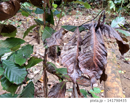 Dying and Healthy Plant Leaves Contrasting Textures in a Natural Forest Habitat Dying and Healthy Plant Leaves Contrasting Textures in a Natural Forest Habitat 141798435
