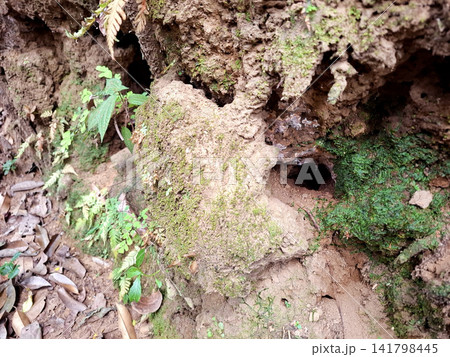 Textured Earth Wall with Green Moss and Natural Underground Burrows 141798445