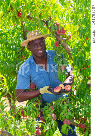 African american male farmer plucks fig peaches from a tree African american male farmer plucks fig peaches from a tree 141798507