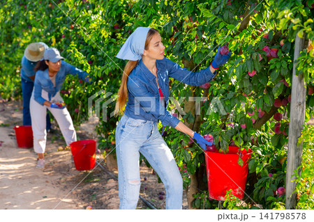 Young farm workwoman harvesting ripe plums in garden Young farm workwoman harvesting ripe plums in garden 141798578