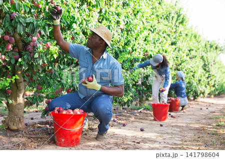 African male gardener picking plums from tree African male gardener picking plums from tree 141798604