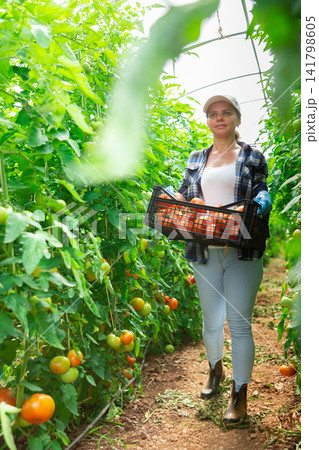 Woman farmer carrying tomato harvest in greenhouse Woman farmer carrying tomato harvest in greenhouse 141798605
