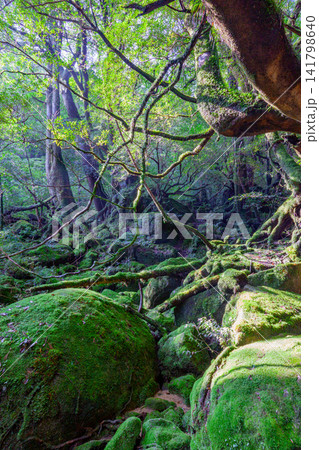 屋久島白谷雲水峡 神が宿る苔むす森(夏 屋久島白谷雲水峡 神が宿る苔むす森(夏 141798640