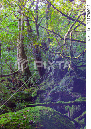 屋久島白谷雲水峡 神が宿る苔むす森(夏 屋久島白谷雲水峡 神が宿る苔むす森(夏 141798641
