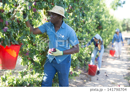 Women and man harvesting plums Women and man harvesting plums 141798704