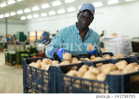 Man sorting potatoes in vegetable warehouse Man sorting potatoes in vegetable warehouse 141798705