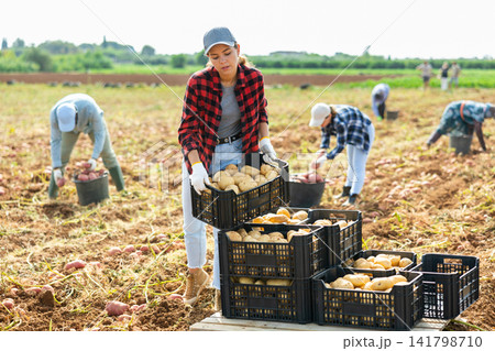 Woman gardener stacking crates full of potatoes on field Woman gardener stacking crates full of potatoes on field 141798710