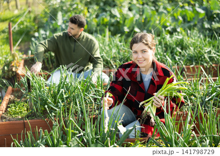 Girl works on plantation garden bed, cuts green onion shoots Girl works on plantation garden bed, cuts green onion shoots 141798729