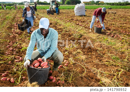 African american worker harvesting potatoes in farm field African american worker harvesting potatoes in farm field 141798932