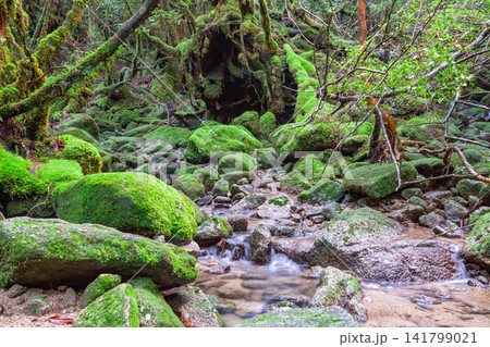 屋久島白谷雲水峡 神が宿る苔むす沢(夏 屋久島白谷雲水峡 神が宿る苔むす沢(夏 141799021
