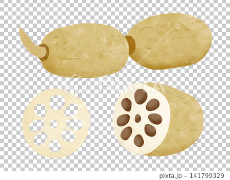 Lotus root Lotus root 141799329