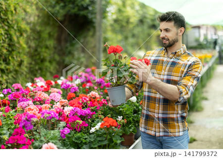 In flower shop, male customer with geranium in hands became interested in product. 141799372