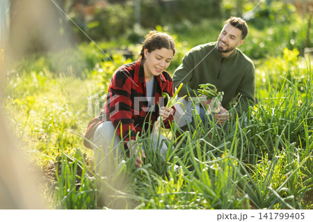 Young couple harvesting green onions in garden Young couple harvesting green onions in garden 141799405
