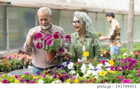 In plant nursery, senior couple buy and purchase surfinia decorative plant in pot In plant nursery, senior couple buy and purchase surfinia decorative plant in pot 141799451