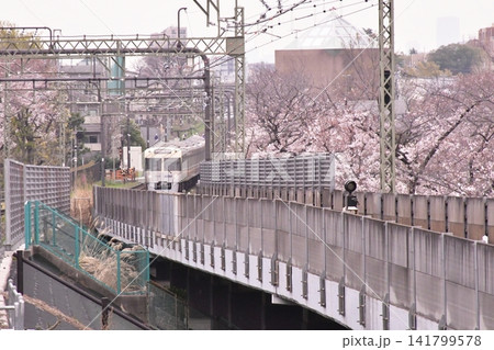 桜　高井戸駅 141799578
