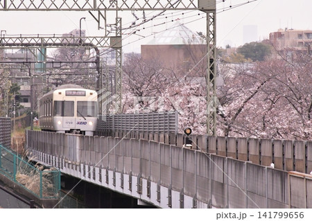 桜 高井戸駅 桜 高井戸駅 141799656