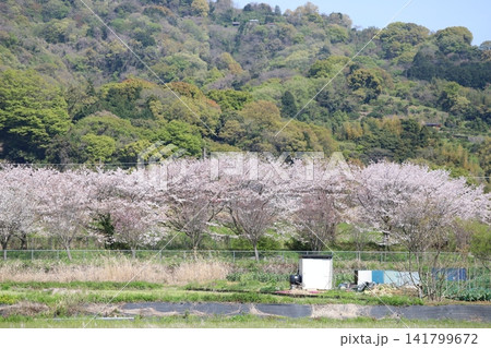 近所の桜並木 近所の桜並木 141799672